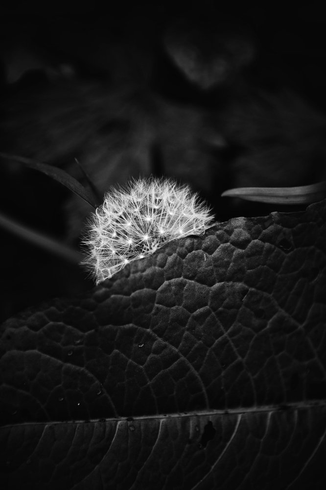 Photograph by Aksana Smagure