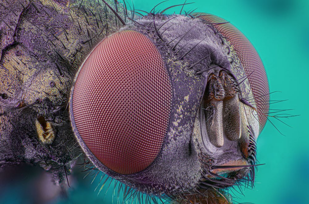Portrait of a fly