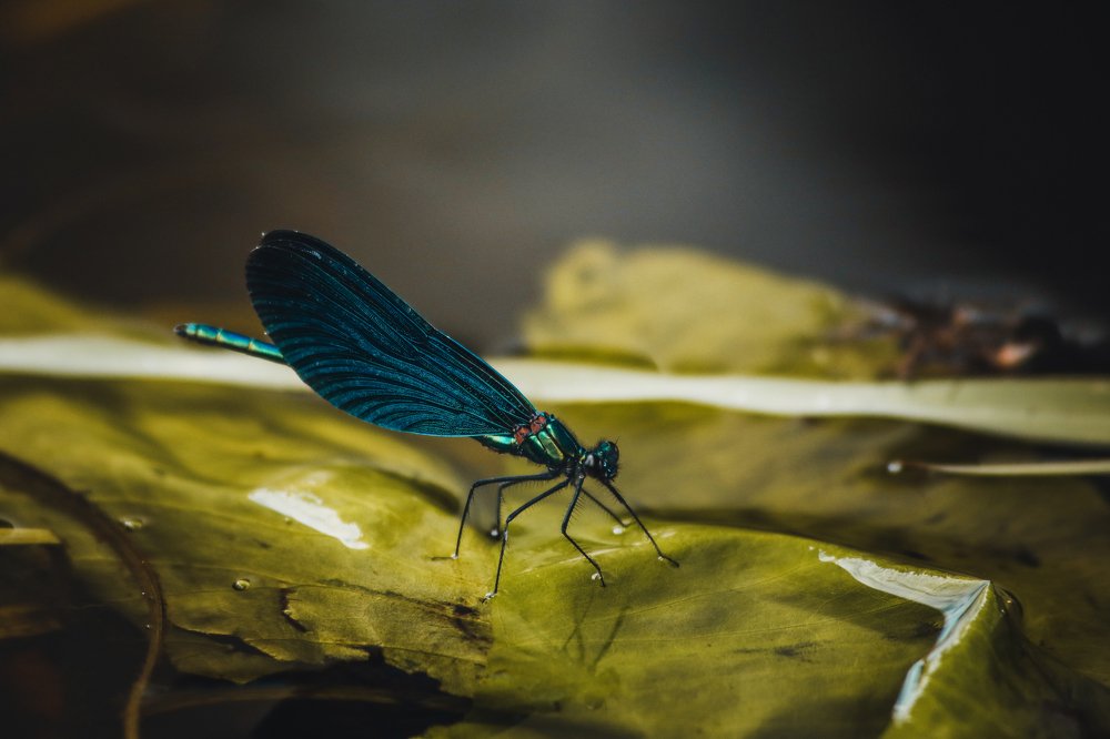 Photograph by Светлана Воскресенская
