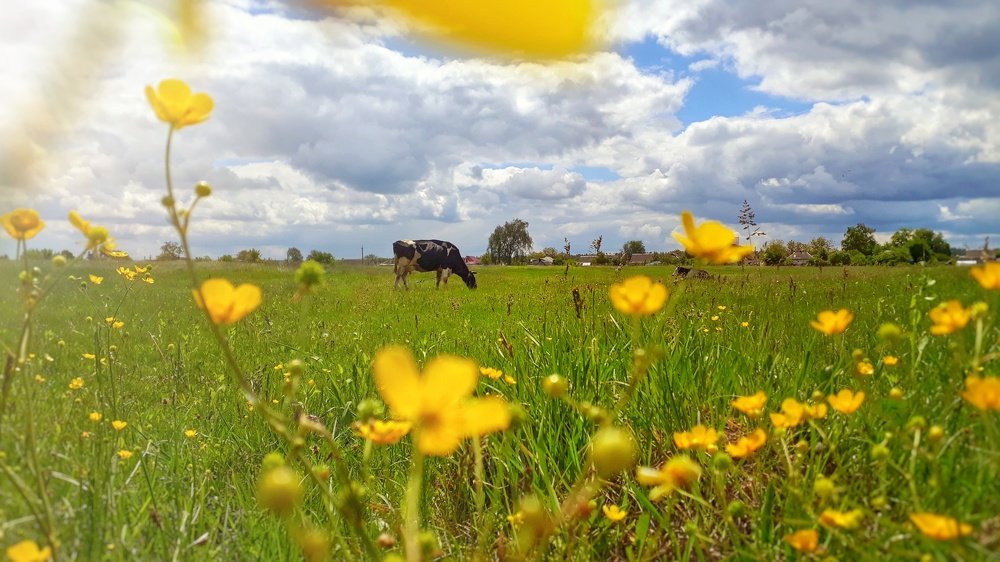 Мобильная фотография