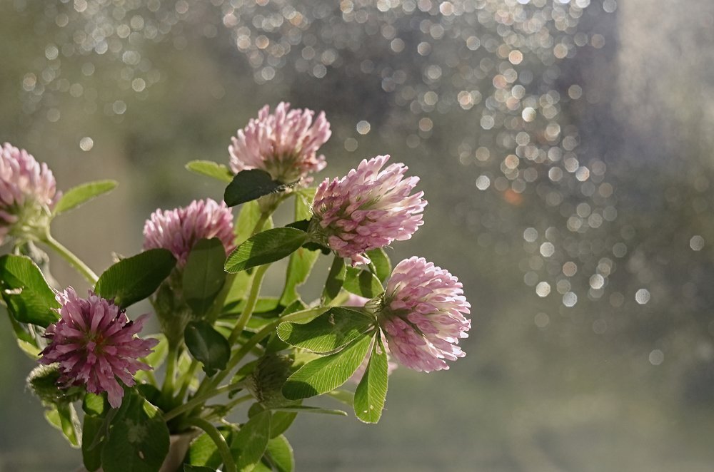 Photograph by Аликина Татьяна