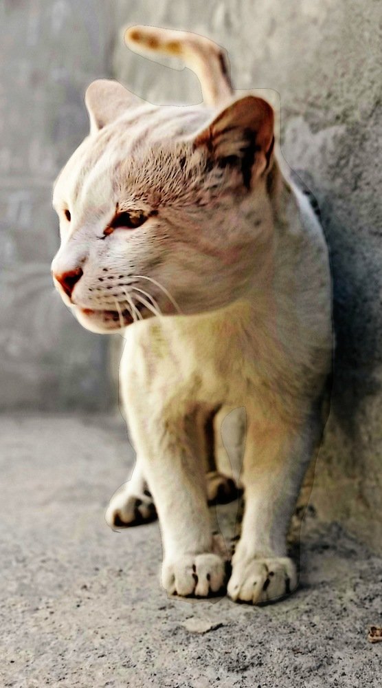 My cat