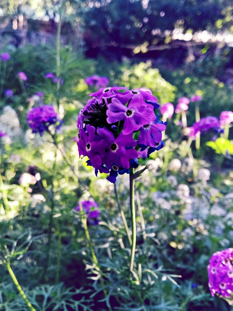 Pilpil flower from my garden