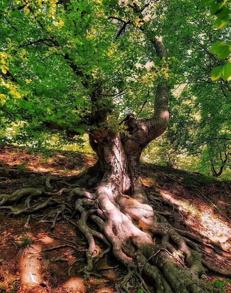 Photograph by Smarticia