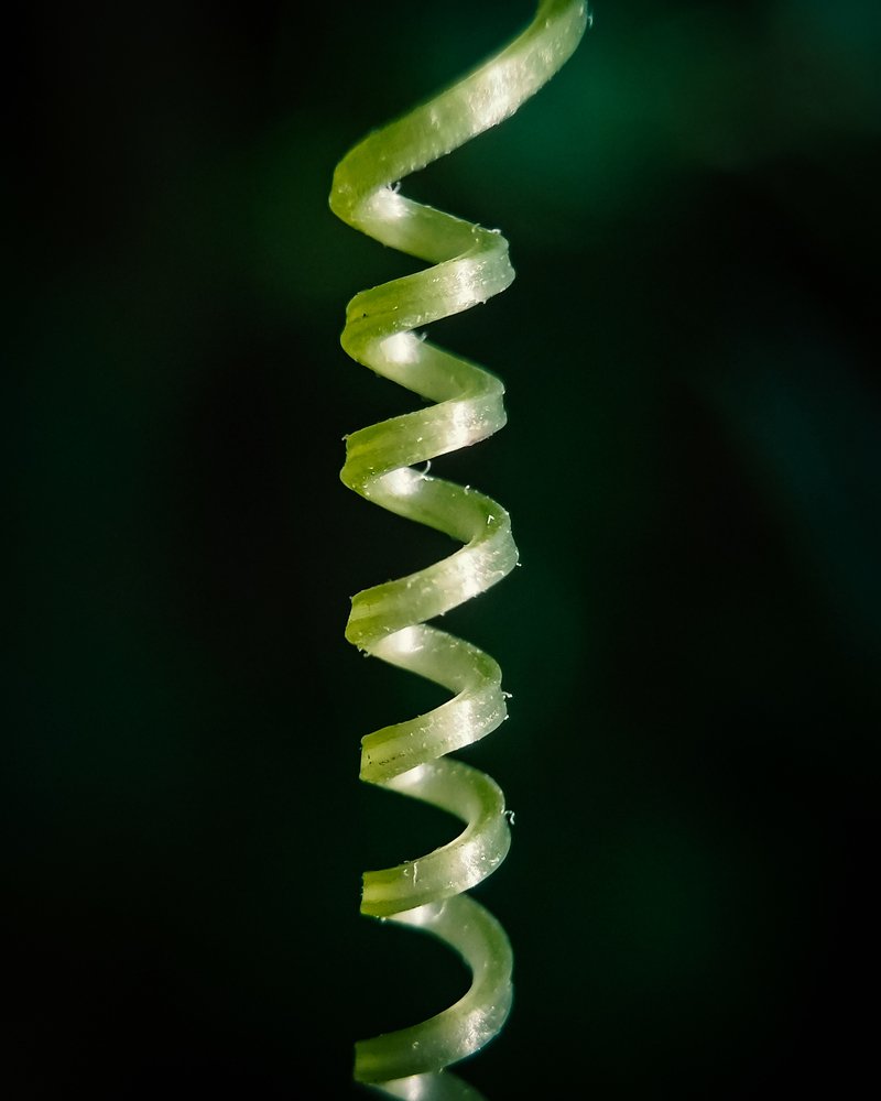 Nature's Spiral