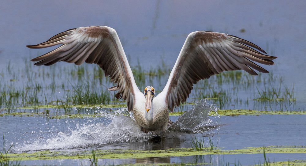 Photograph by Kumar Vinod