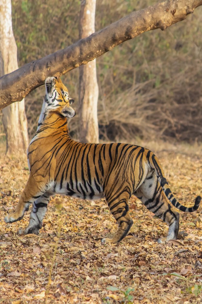 Photograph by Prasad Kn