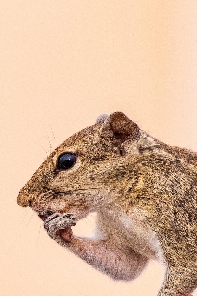 Photograph by Kumar Vinod