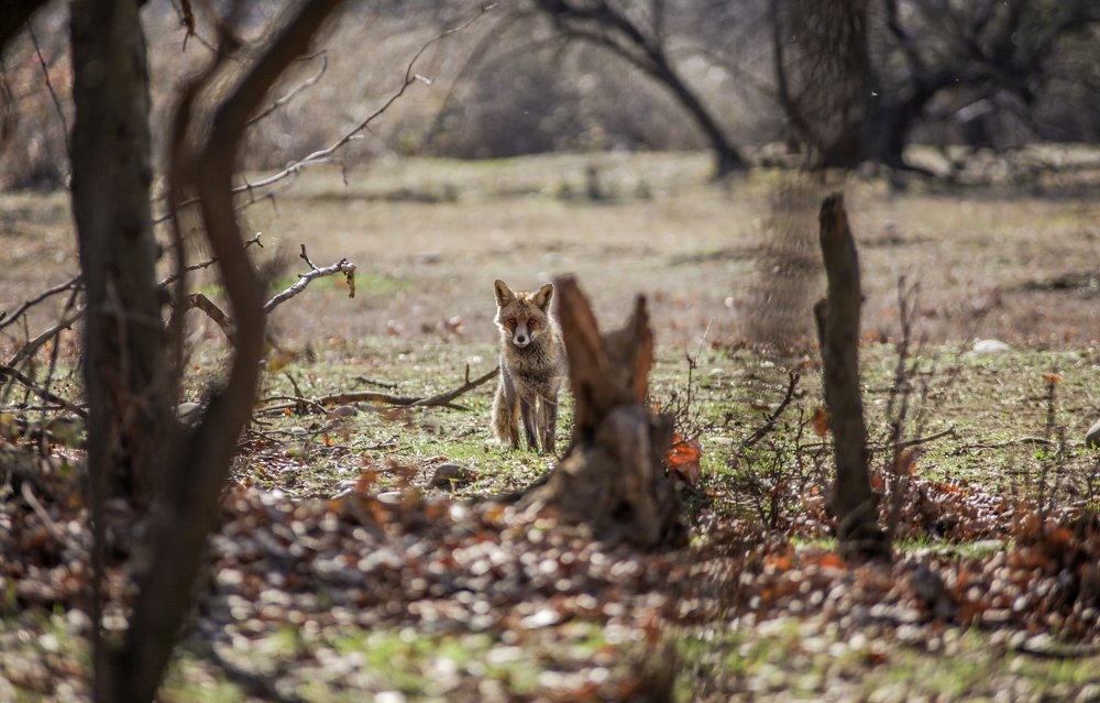 Photograph by mishiko kankia