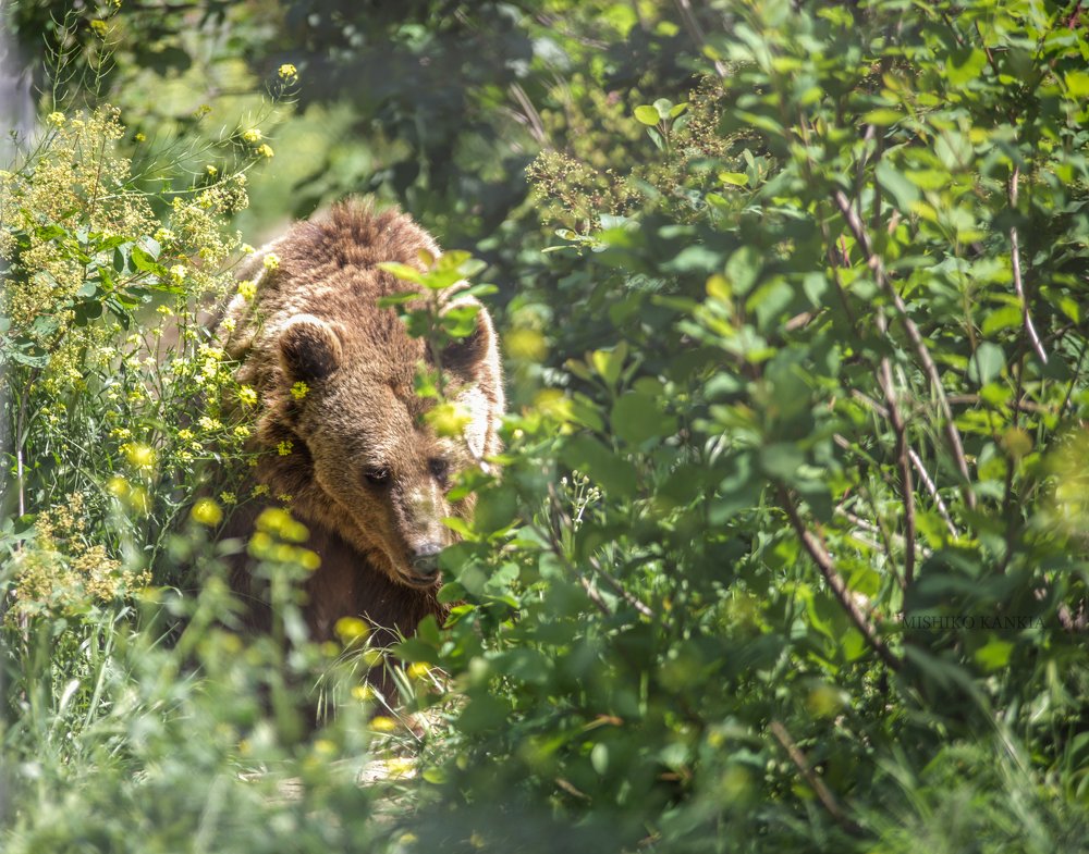 Photograph by mishiko kankia