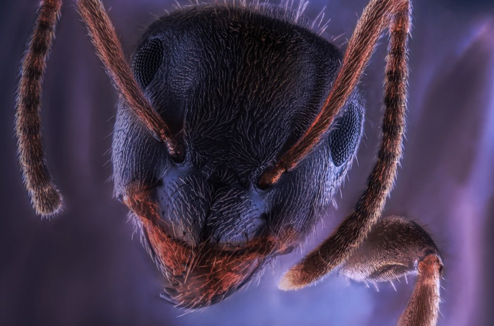 Ant Portrait 2