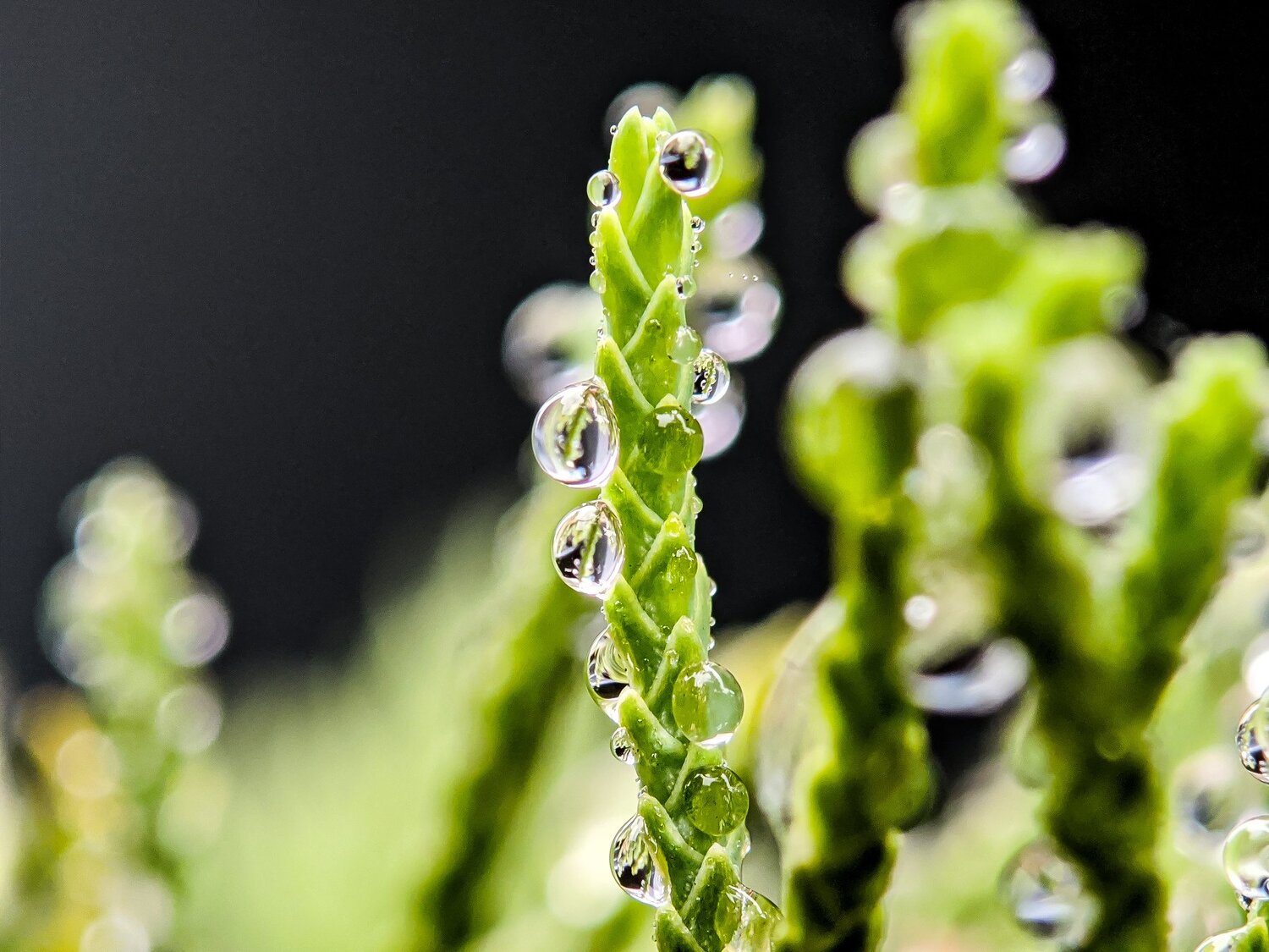 The Dews on green