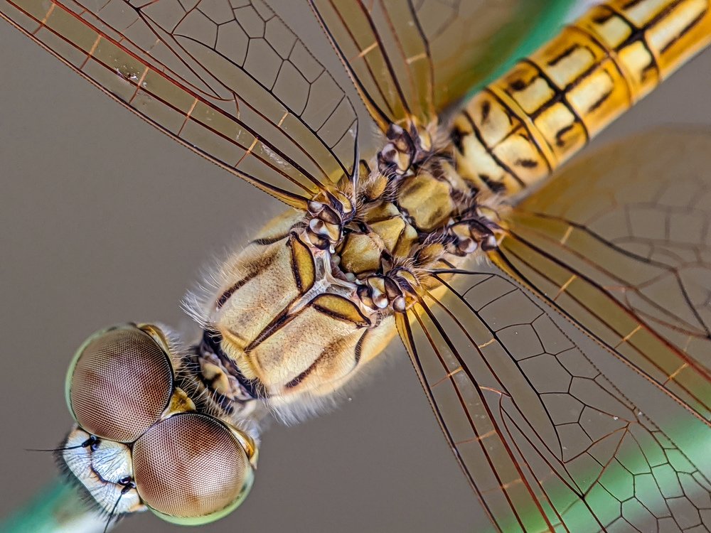 The Dragon fly