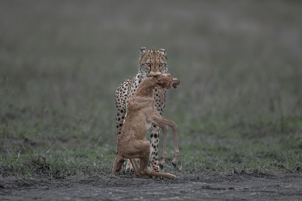 Фотография автора Sudipta Chakraborty