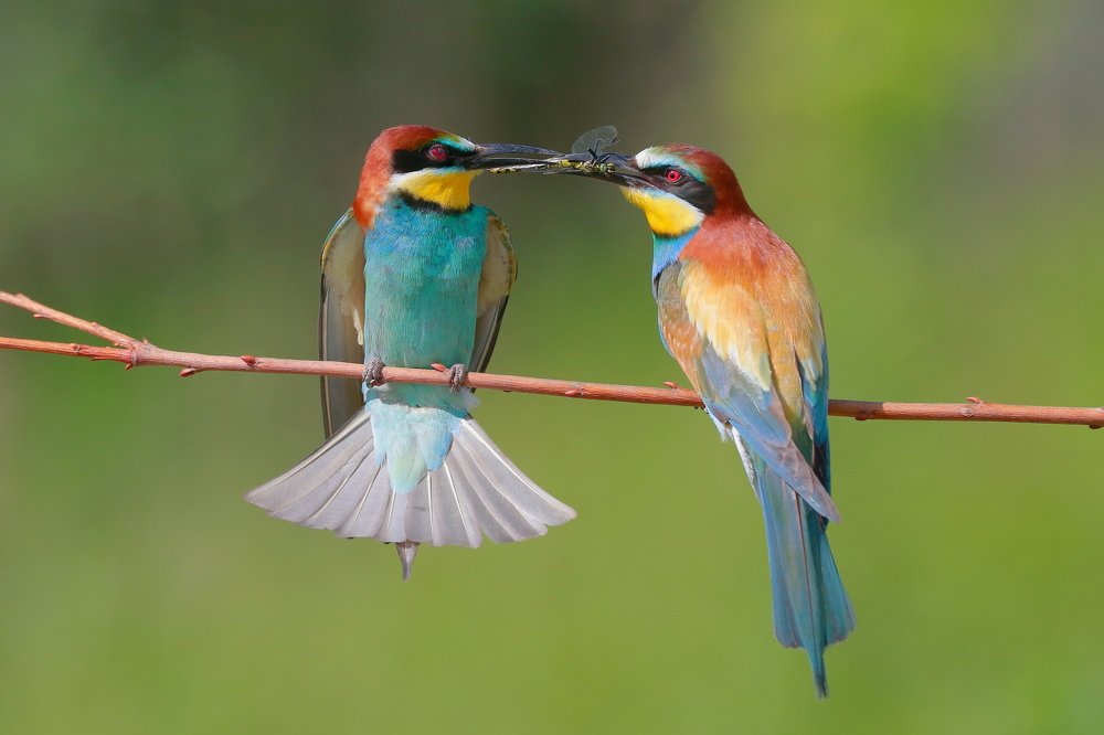 The bee-eaters