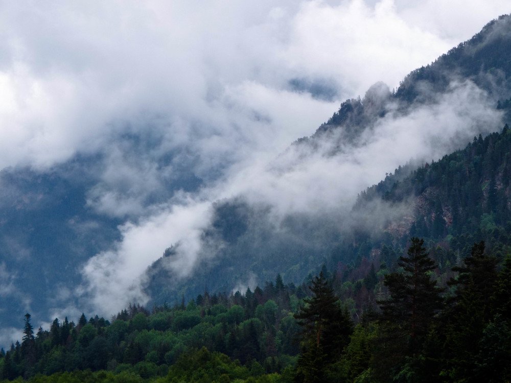 Кавказские джунгли