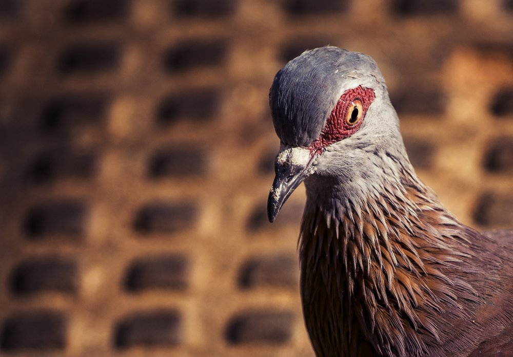 The Rock Dove