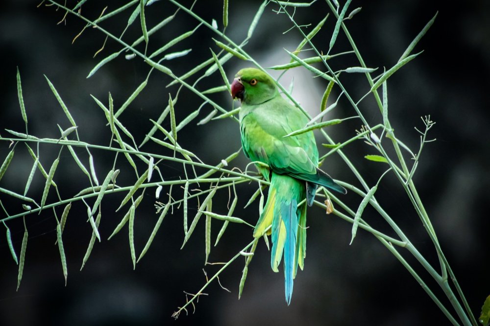 Photograph by Tofayel Ahmed