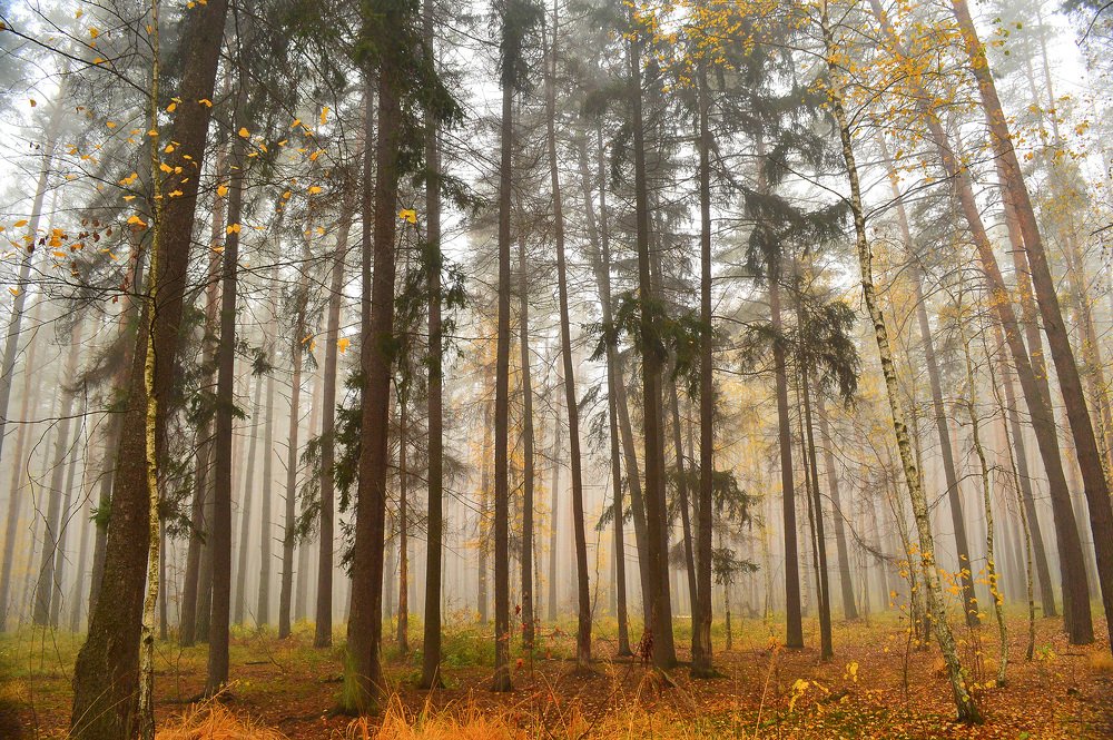 Photograph by Наталья Коньшина