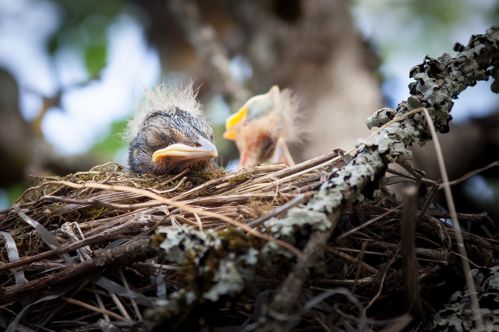 Photograph by Anton Tugov