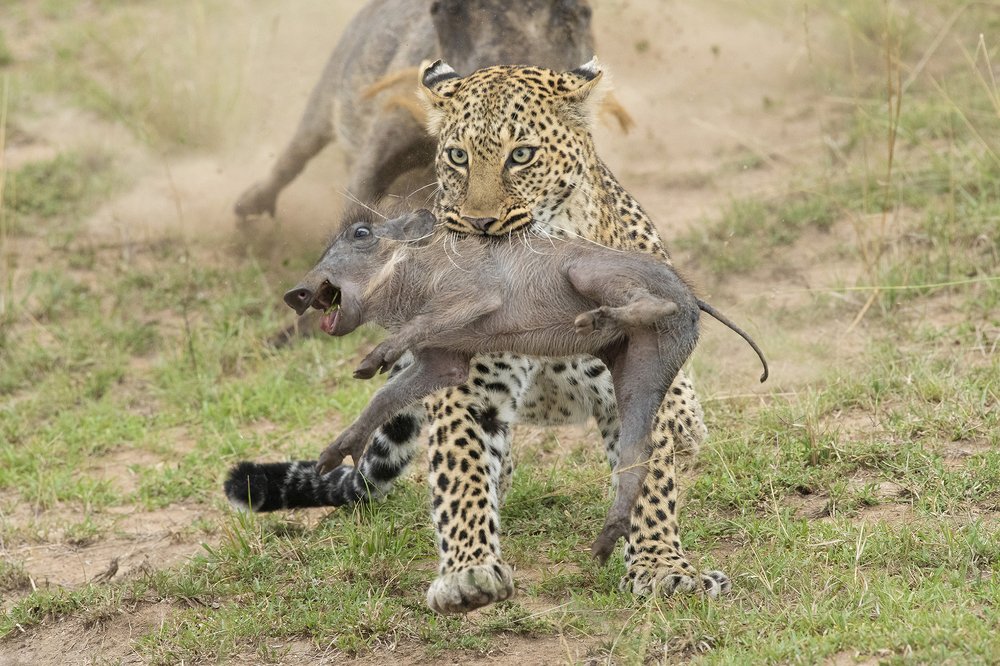 Photograph by RAMAKRISHNAN RAMASWAMY