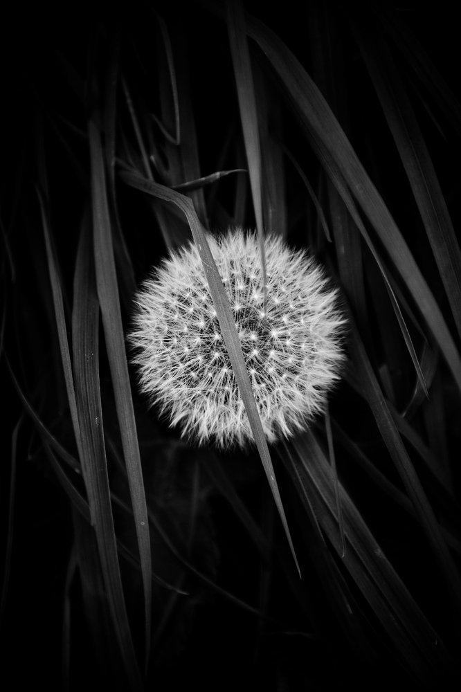 Dandelion