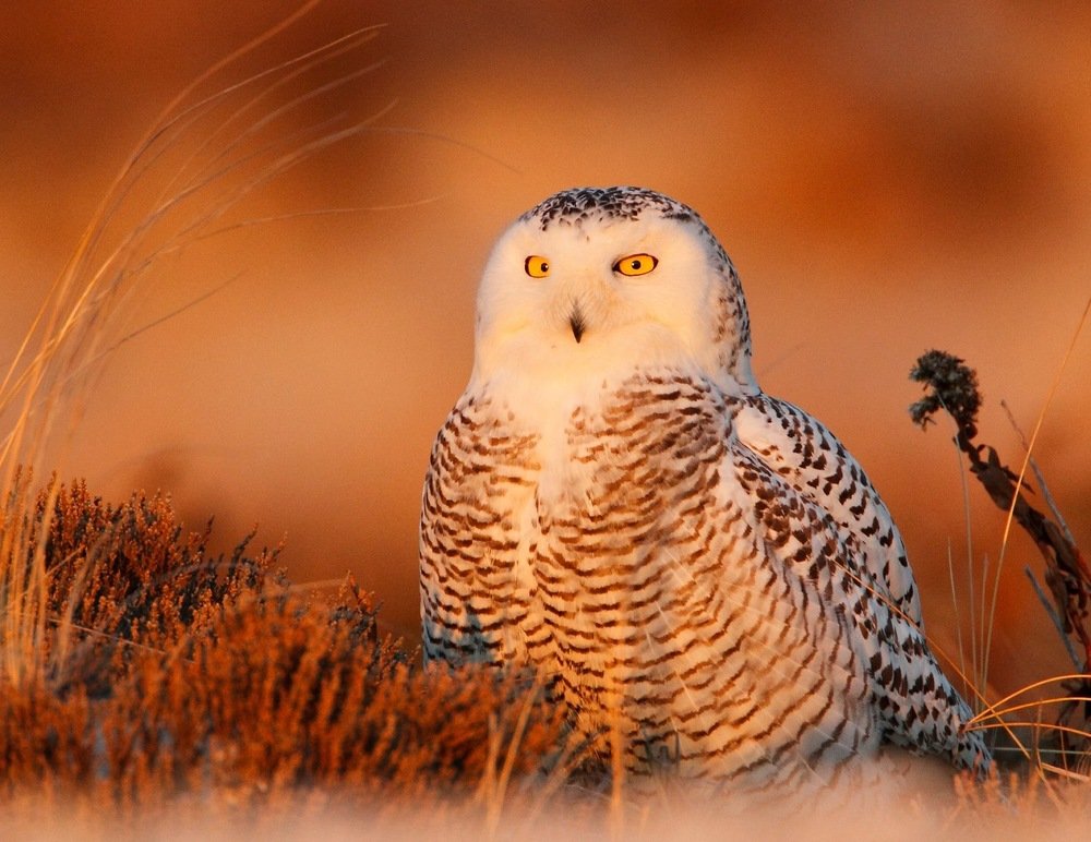 Photograph by Steven Sachs