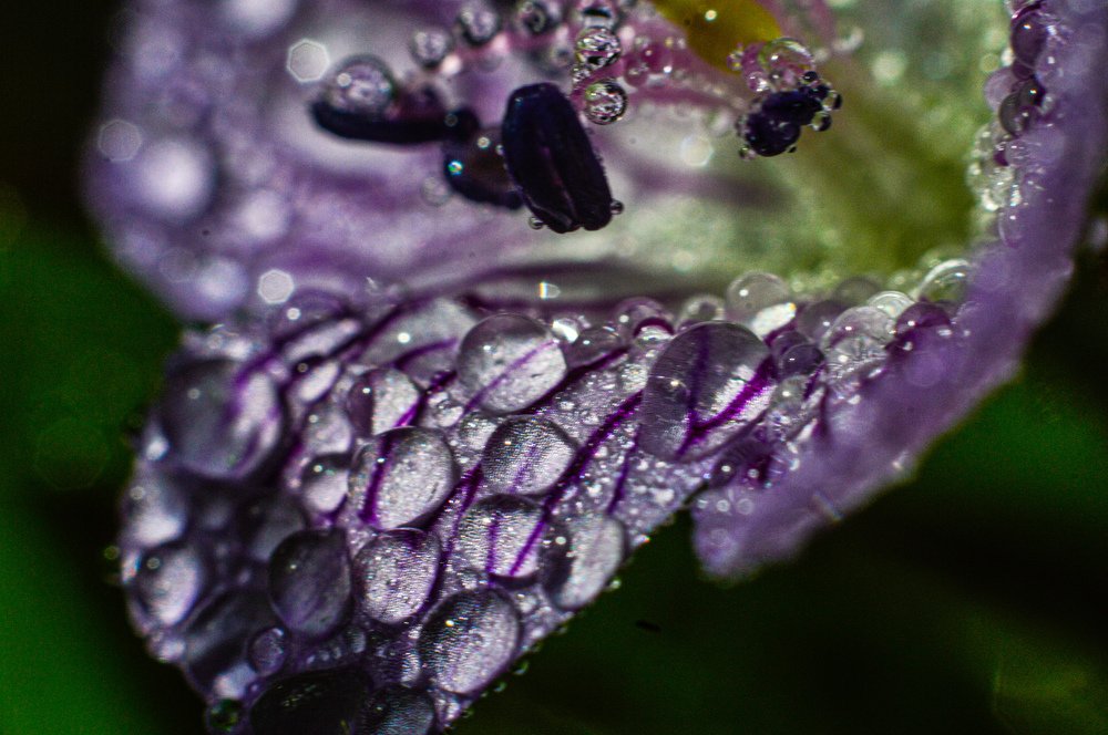 Утренняя роса