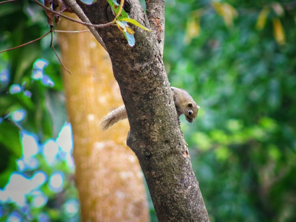 Photograph by Sanzidul Islam Ebon