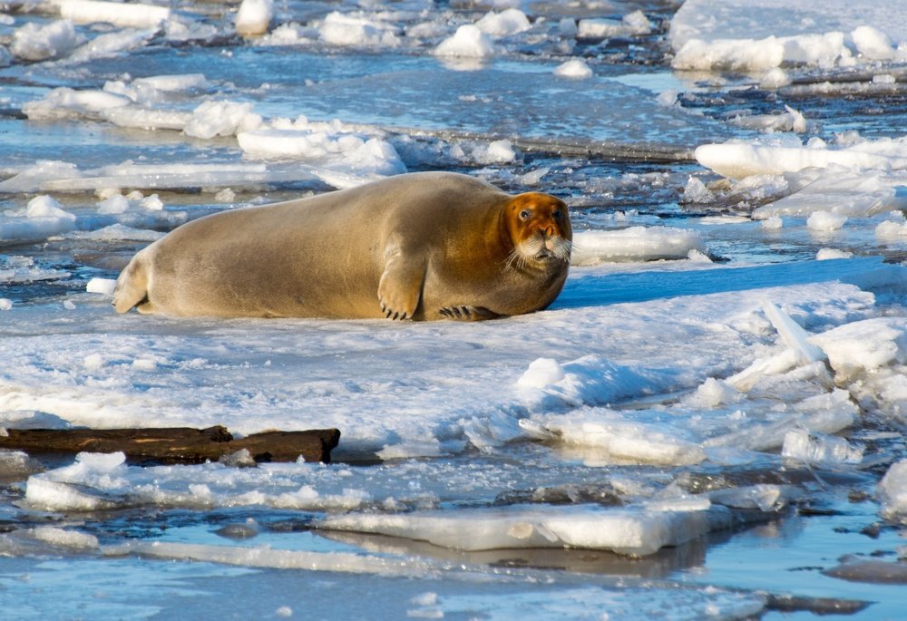Photograph by Илья Тильман