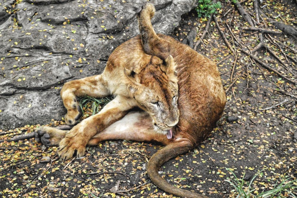 Licking Lioness