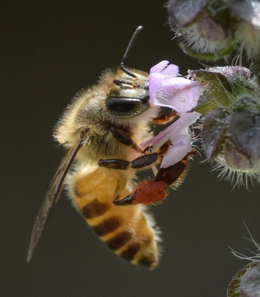 Photograph by Rupesh Poudel