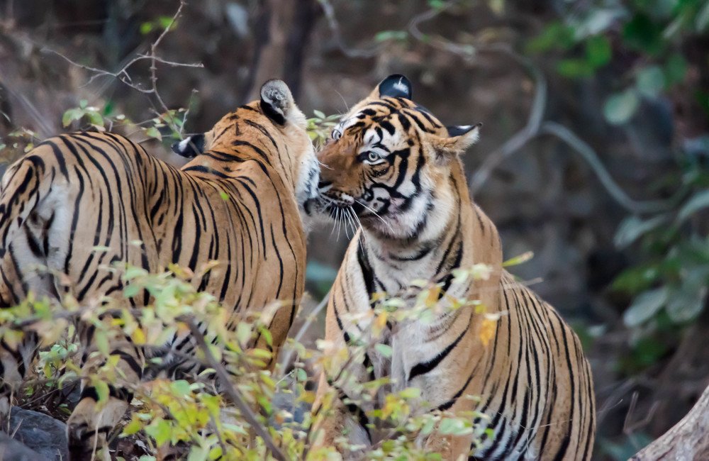 Photograph by RAJEEV JAIN