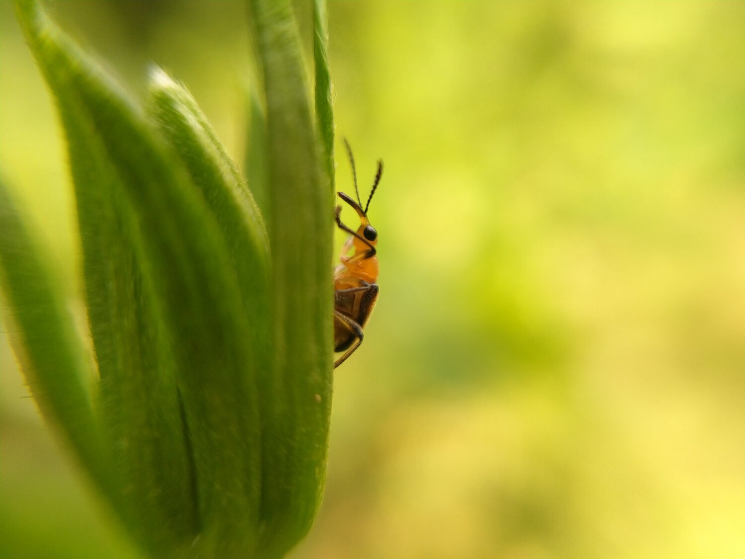 Macro