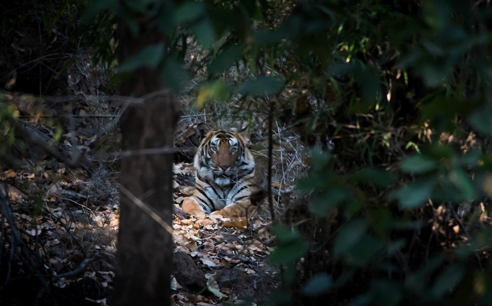 Photograph by RAJEEV JAIN