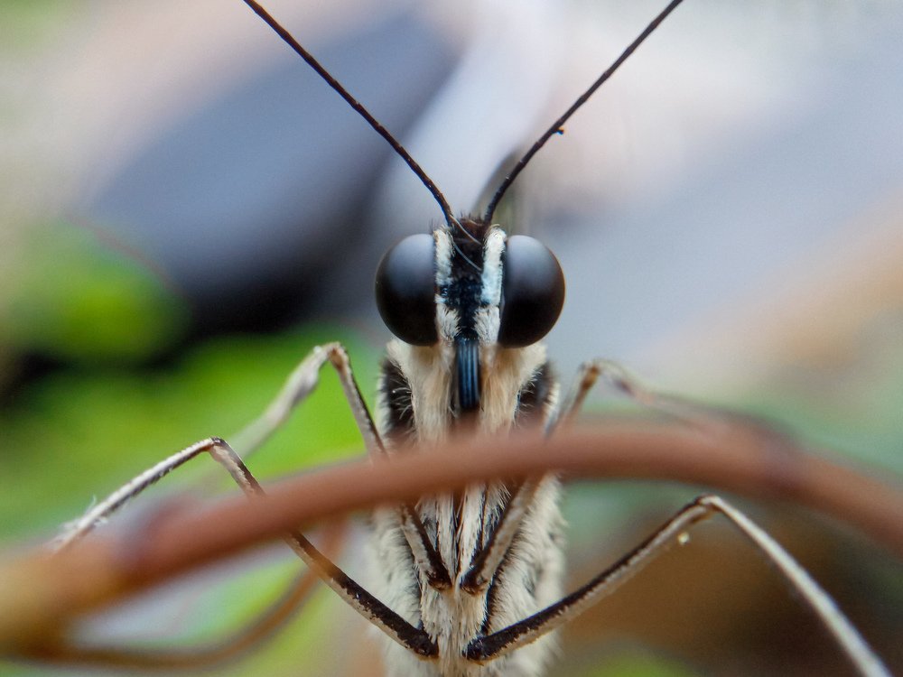 Photograph by Desikan Venkataraghavan