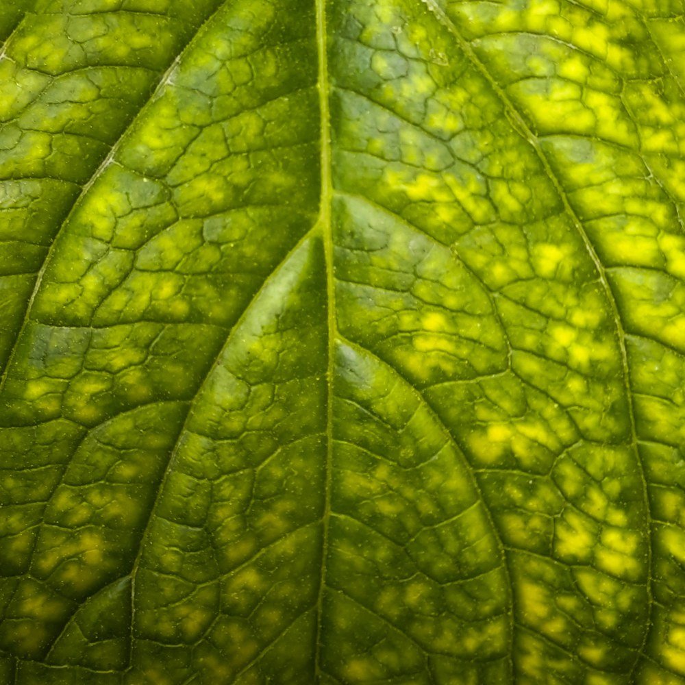 Photograph by Aurooj Shafi