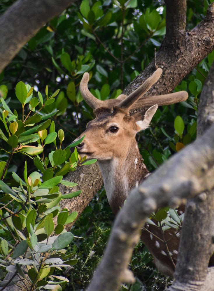 Photograph by Samanway Chatterjee