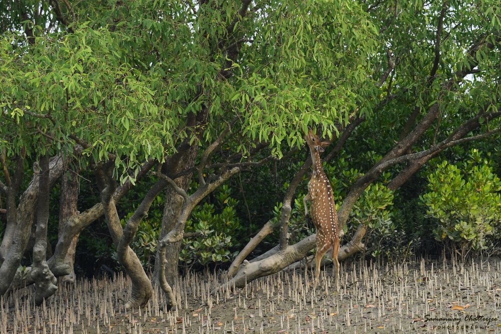 Photograph by Samanway Chatterjee