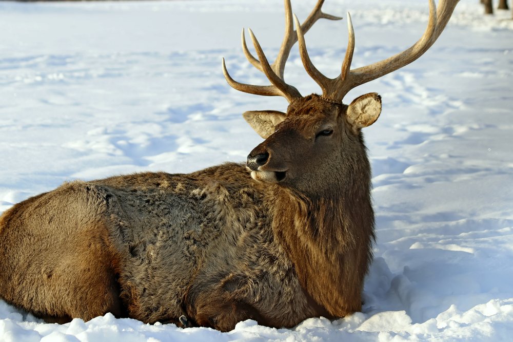 Photograph by Николай Диордиев