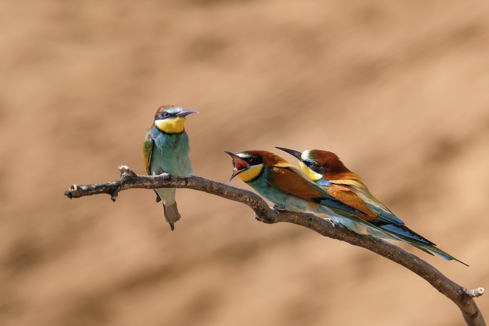 Провинился.