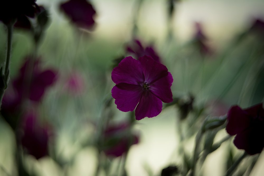 Photograph by Александр Руцкой