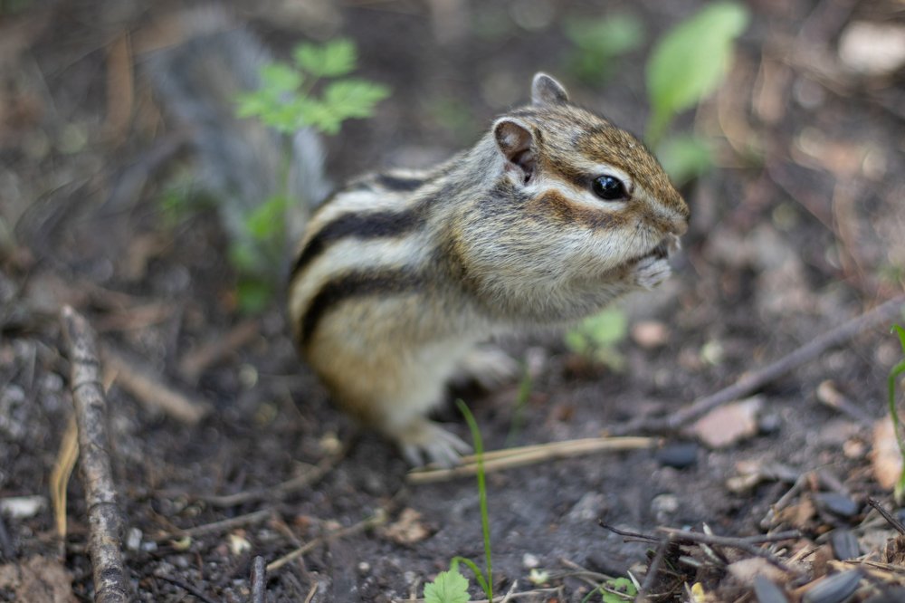 Photograph by Сергей Витвицкий