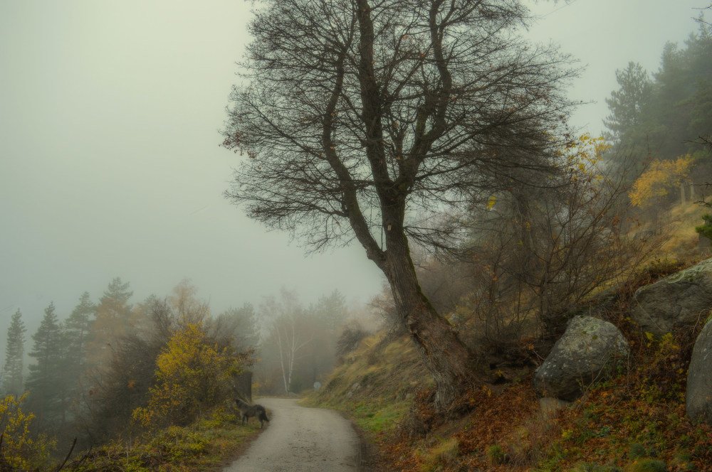 Photograph by Galya Fo-teva