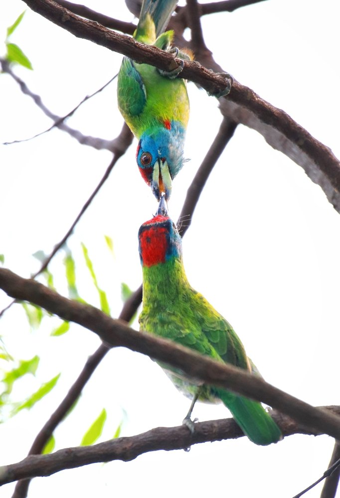 Photograph by Debajyoti Ghosh