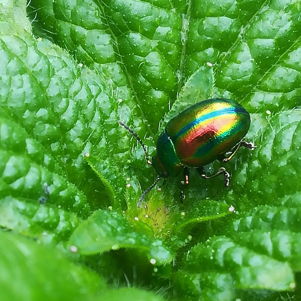 Радужный жук