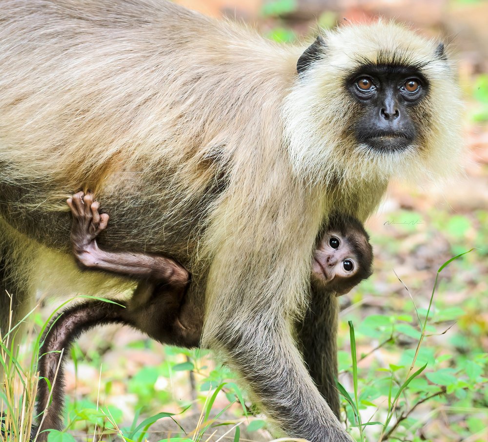 Photograph by Nirmala Nair