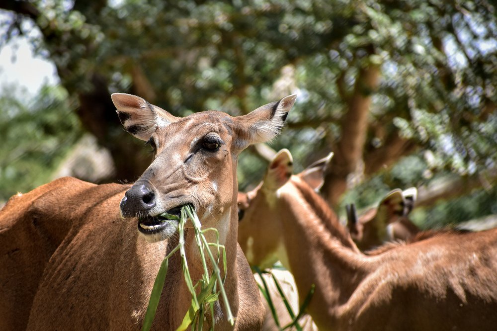 Photograph by ANIL AKSHAY