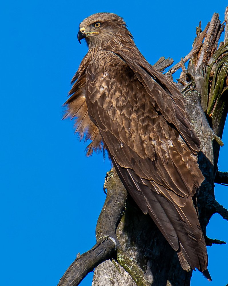Чёрный Коршун. Milvus migrans.