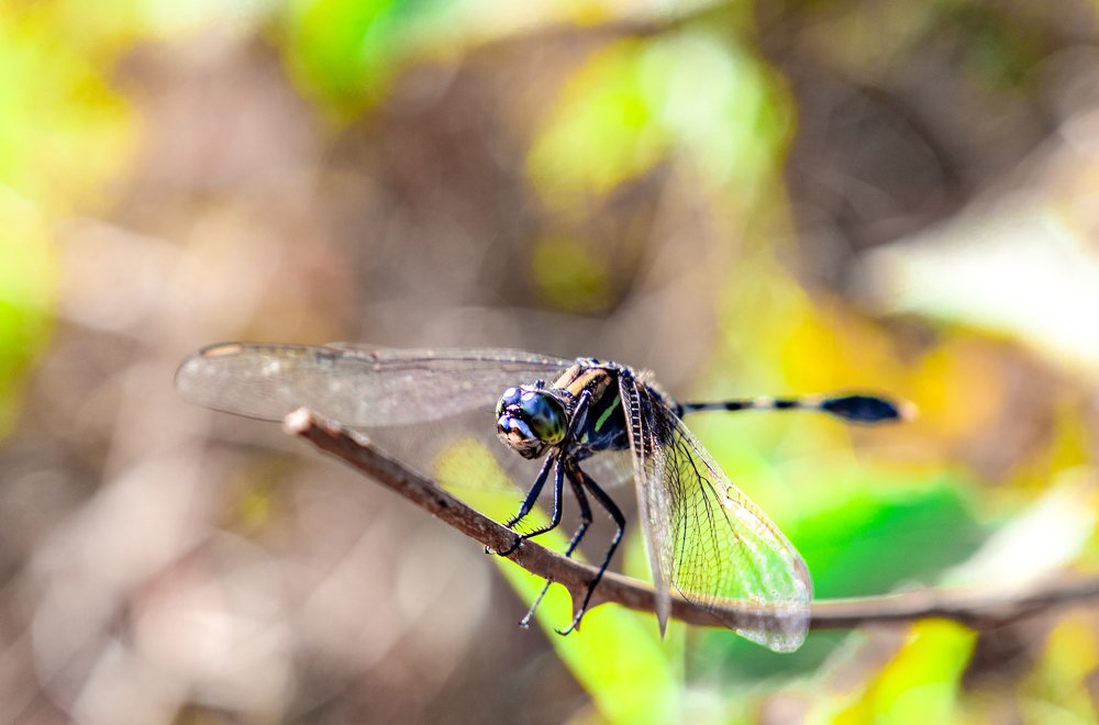 Photograph by alireza haji Akhondian